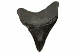 Fossil Megalodon Tooth - North Carolina #108909-2
